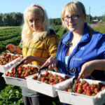Чи очікується в Україні найближчим часом здешевлення полуниці