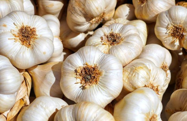 0643_6d60b0c-1dee658-garlic-1-.jpg (56.39 Kb)