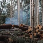 Ви бачите, як знищують дерева: Екоінспекція пояснила, як правильно діяти