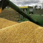 Ціни на хліб в Україні можуть значно зрости
