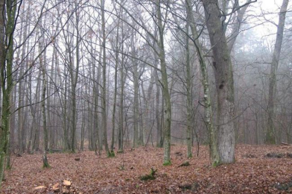 0180_74.jpg (80.58 Kb)