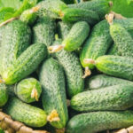 Ціни на огірки в Україні зростають, як лісова пожежа