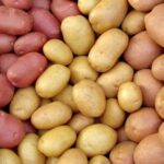 Прогноз цін на картоплю в Україні