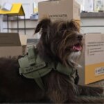 Укрпошта переглянула ціни на пересилання малих пакунків до 6 держав