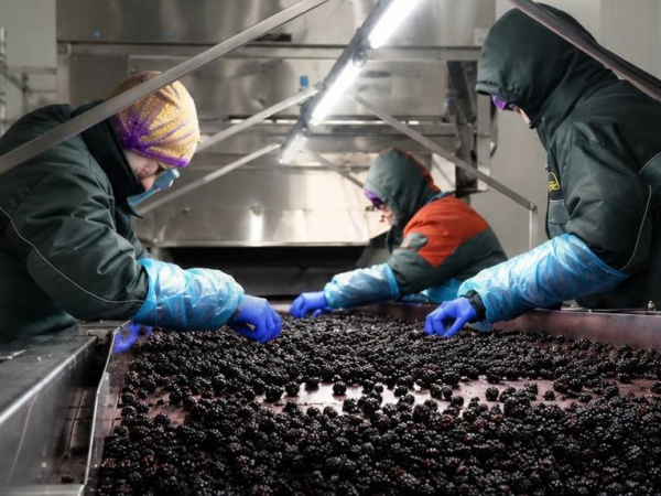 West Berry: 639 млн грн на ягодах, експорт та зростання під час війни 10
