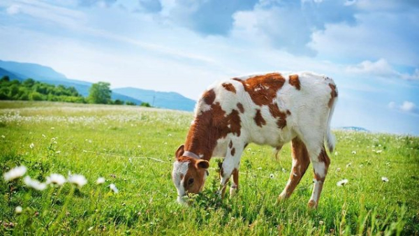 Кількість великої рогатої худоби на сільськогосподарських підприємствах України за рік збільшилася на 4%, тоді як у домогосподарствах населення спостерігалося зменшення на 35% – АВМ 12 Кількість великої рогатої худоби на сільськогосподарських підприємствах України за рік збільшилася на 4%, тоді як у домогосподарствах населення спостерігалося зменшення на 35% – АВМ 12