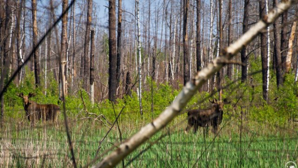 Збитки від нелегального руху транспорту та джипінгу в заповідниках у 2026 році оцінюються в 1,4 мільйона гривень – Мінекономіки