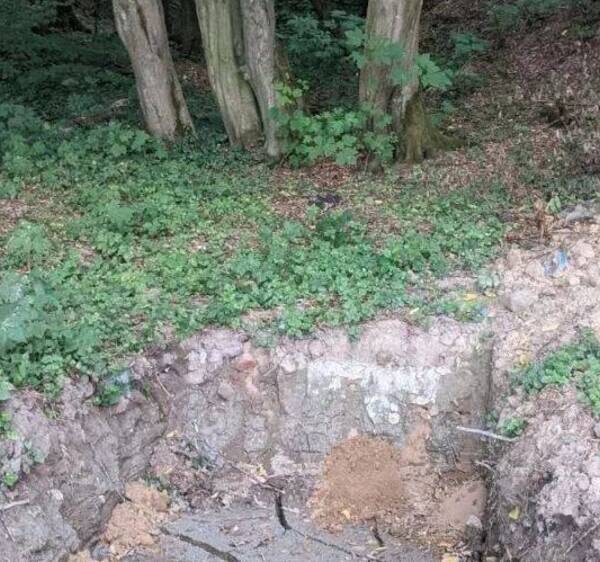 У Львові забудовник спиляв дерева у природоохоронній зоні