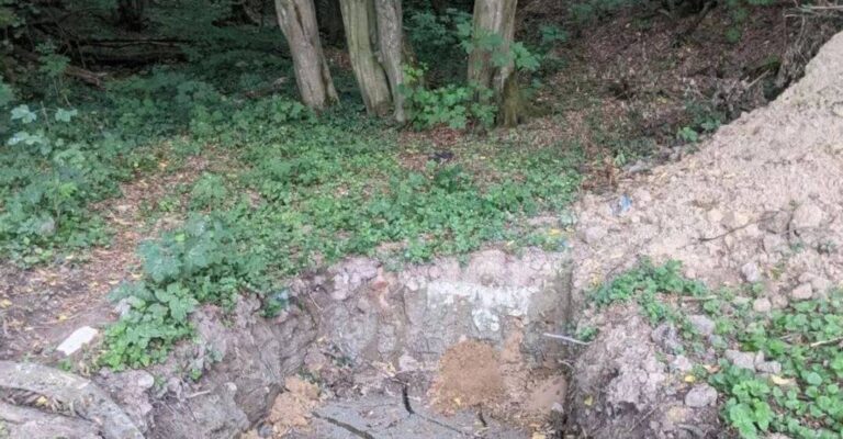 У Львові забудовник спиляв дерева у природоохоронній зоні 1