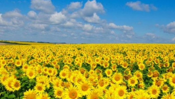 Вартість зернової пшениці в Україні за сім днів залишилася стабільною, тонна соняшнику здешевшала на 110 доларів, а ріпаку для експорту подорожчала на 5 доларів.