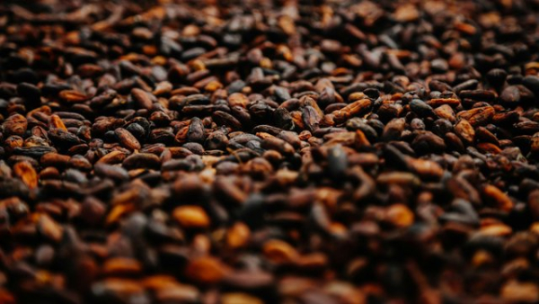 Гана очікує зменшення збору какао на 13% наступного сезону 1