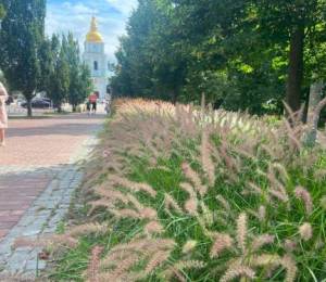 У 2026 році в Києві збільшилася кількість територій, засаджених декоративними злаками, досягнувши 117 місць. 1 У 2026 році в Києві збільшилася кількість територій, засаджених декоративними злаками, досягнувши 117 місць. 1