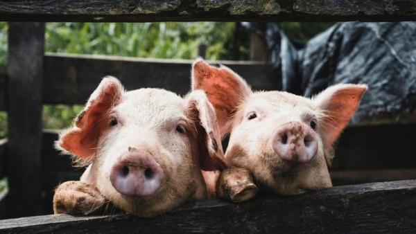 KSG Agro за перше півріччя 2026 року збільшив&hellip;
