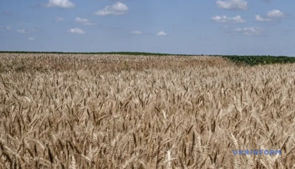 Прогноз виробництва української пшениці та кукурудзи підвищено Міністерством сільського господарства США. 5 Прогноз виробництва української пшениці та кукурудзи підвищено Міністерством сільського господарства США. 5
