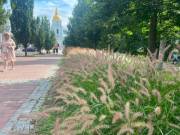 Головна 51 У 2026 році в Києві збільшилася кількість територій, засаджених декоративними злаками, досягнувши 117 місць.