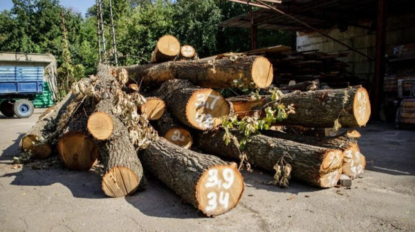 У Київській міській державній адміністрації пояснили, що планують зробити зі зрубаними на Теремках деревами. 4 У Київській міській державній адміністрації пояснили, що планують зробити зі зрубаними на Теремках деревами. 4