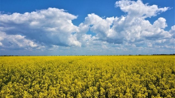 "Укроліяпром": Експорт ріпакової олії з України зросте в 2,5 раза у 2025/26 маркетинговому році 10 "Укроліяпром": Експорт ріпакової олії з України зросте в 2,5 раза у 2025/26 маркетинговому році 10