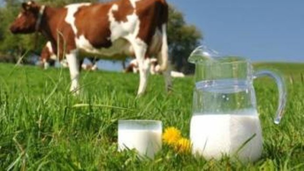 Держпродспоживслужба: 7 місяців, 570,7 тис. грн штрафів за порушення правил обігу молока 2