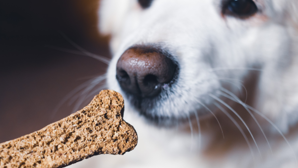 Франшизи для любителів тварин: огляд 8 pet franchises