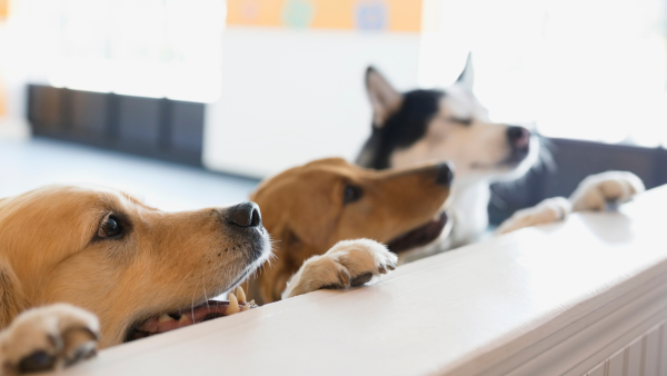 Франшизи для любителів тварин: огляд 10 pet franchises